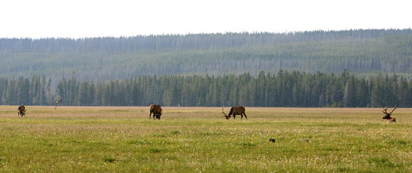 Elk