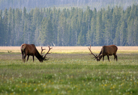 Elk