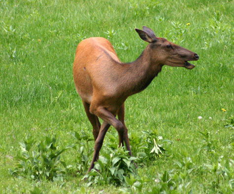 Elk