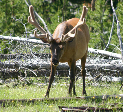 Elk