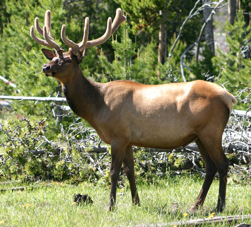 Elk