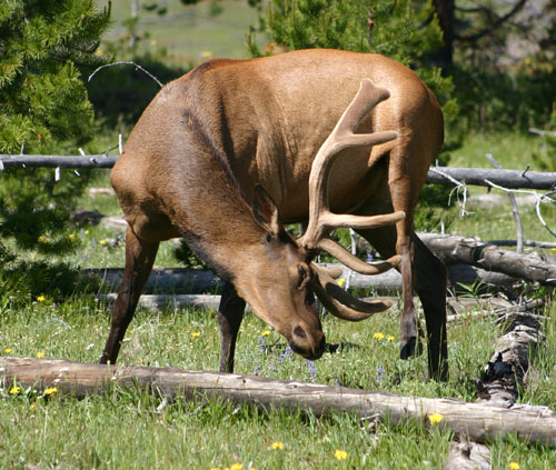 Elk