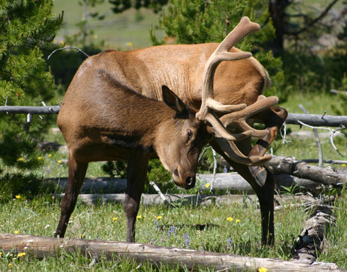 Elk