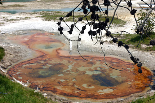 Geyser Basin