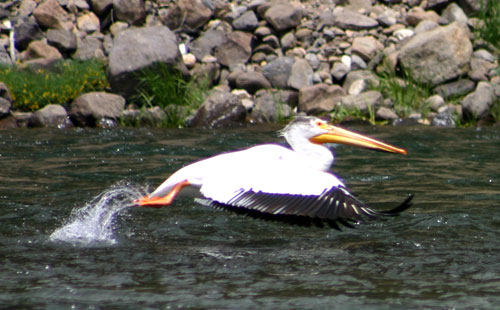 White Pelican