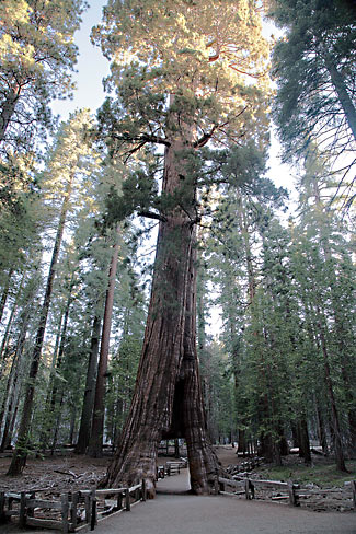 Yosemite National Park 
Mariposa Grove