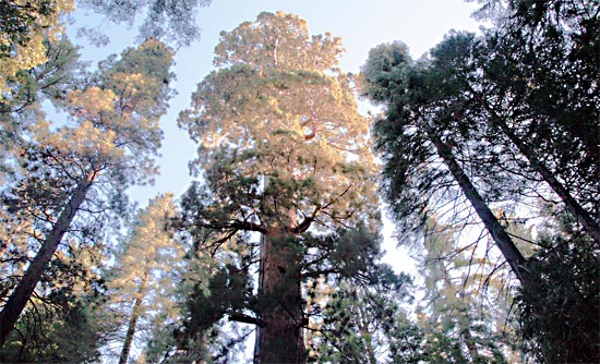 Yosemite National Park 
Mariposa Grove