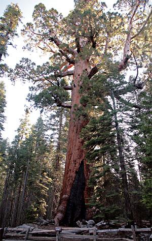 Yosemite National Park 
Mariposa Grove Grizzly Giant tree