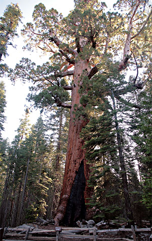 Yosemite National Park 
Mariposa Grove Grizzly Giant tree
